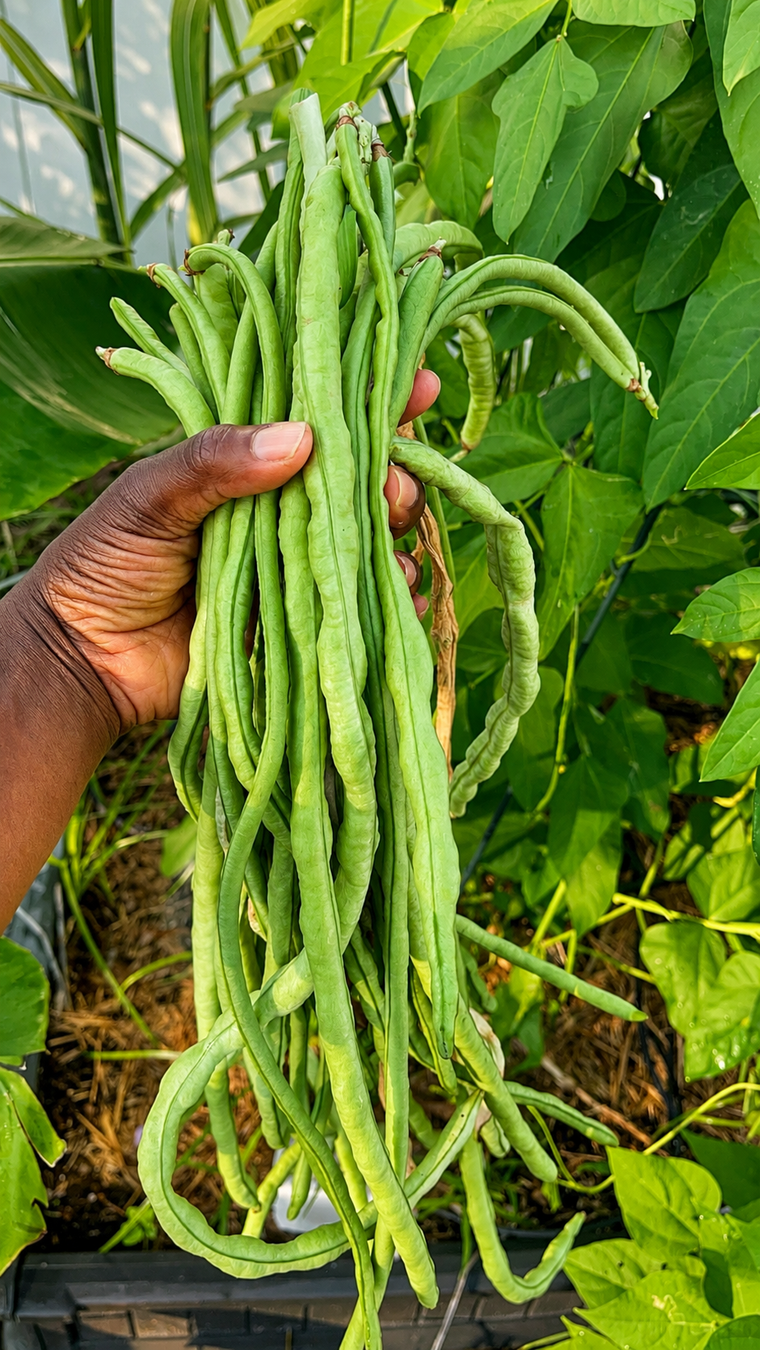 What's Happening in the Garden: Yard Long Beans Are Running the Show in August