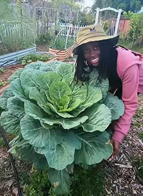 In the Garden | My Collard Greens Are Massive — Here's Why