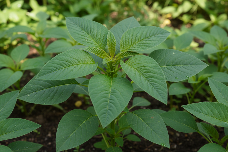 Plant #31: Callaloo (Amaranth)