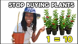 Hands propagating plants in garden showing free multiplication techniques