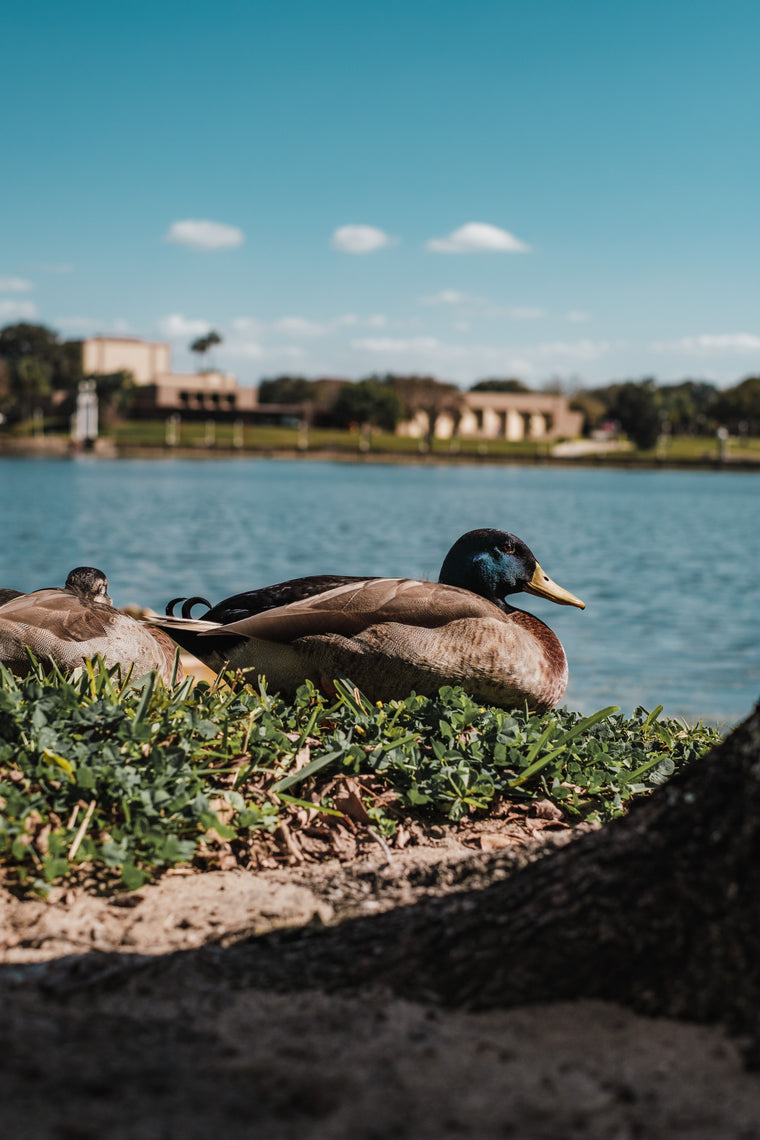 Swans on Lake Morton in the historic district